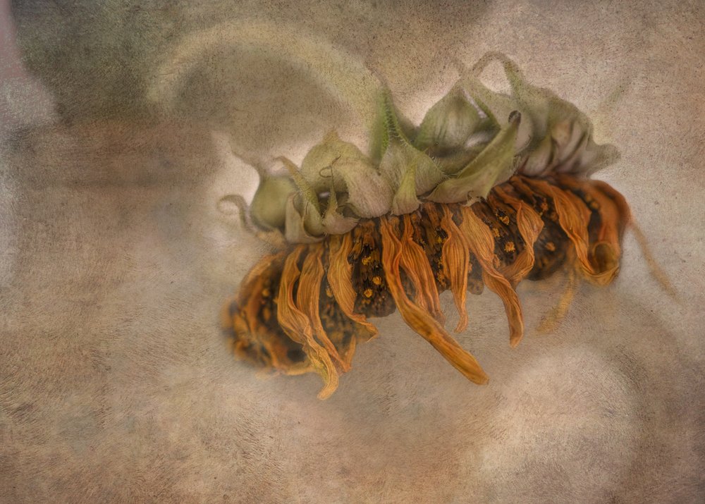 De schoonheid van een verwelkte zonnebloem door Marie-anne Stas
