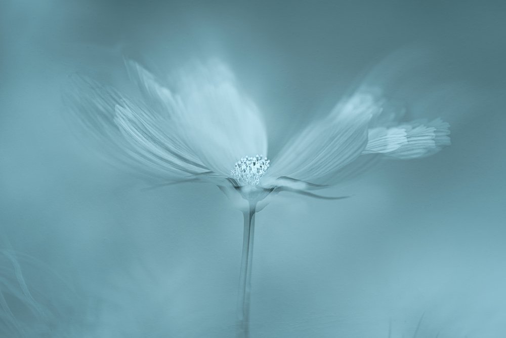 Dromerige blauwe bloem door Molly Fu APA