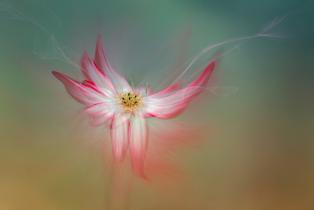Etherische roze bloem door Molly Fu APA