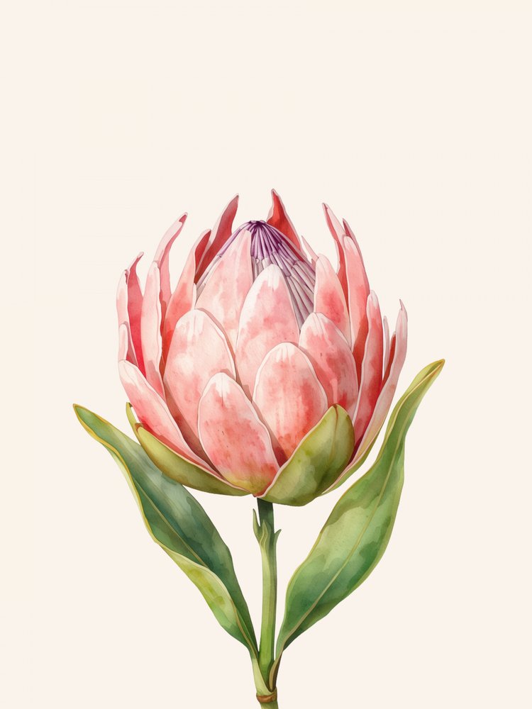 Roze proteabloem door Ohkimiko