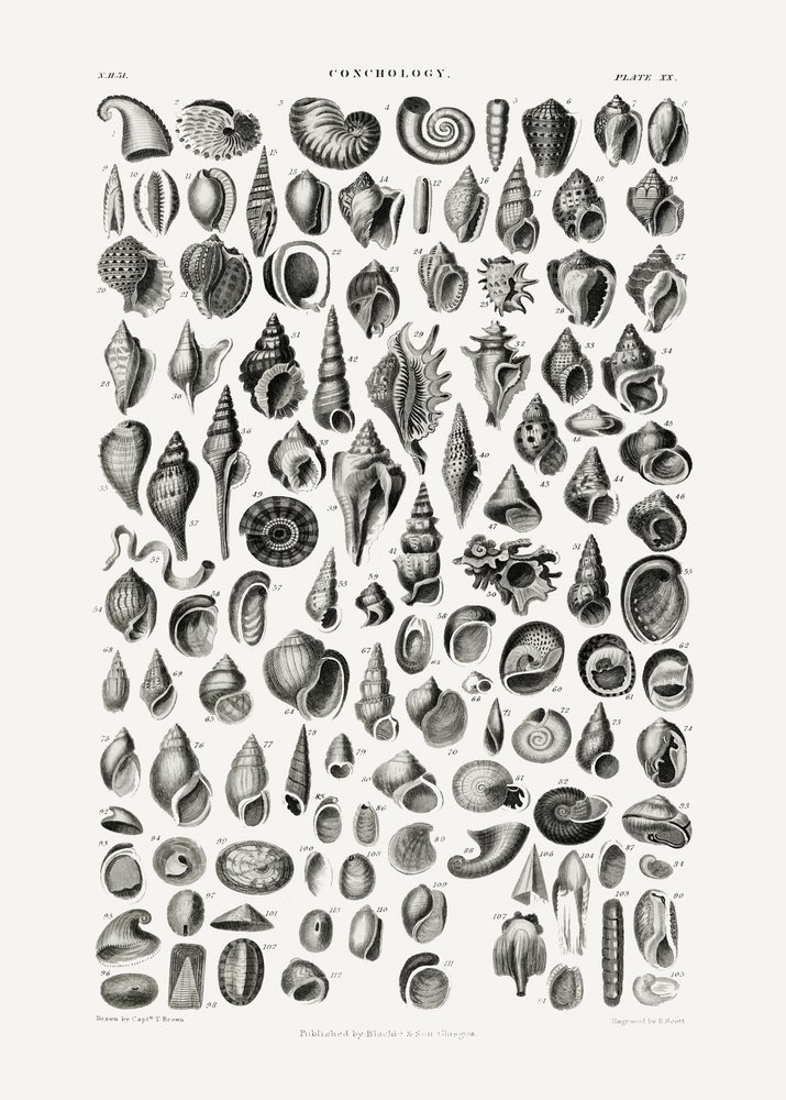 Sealife III door Oliver Goldsmith