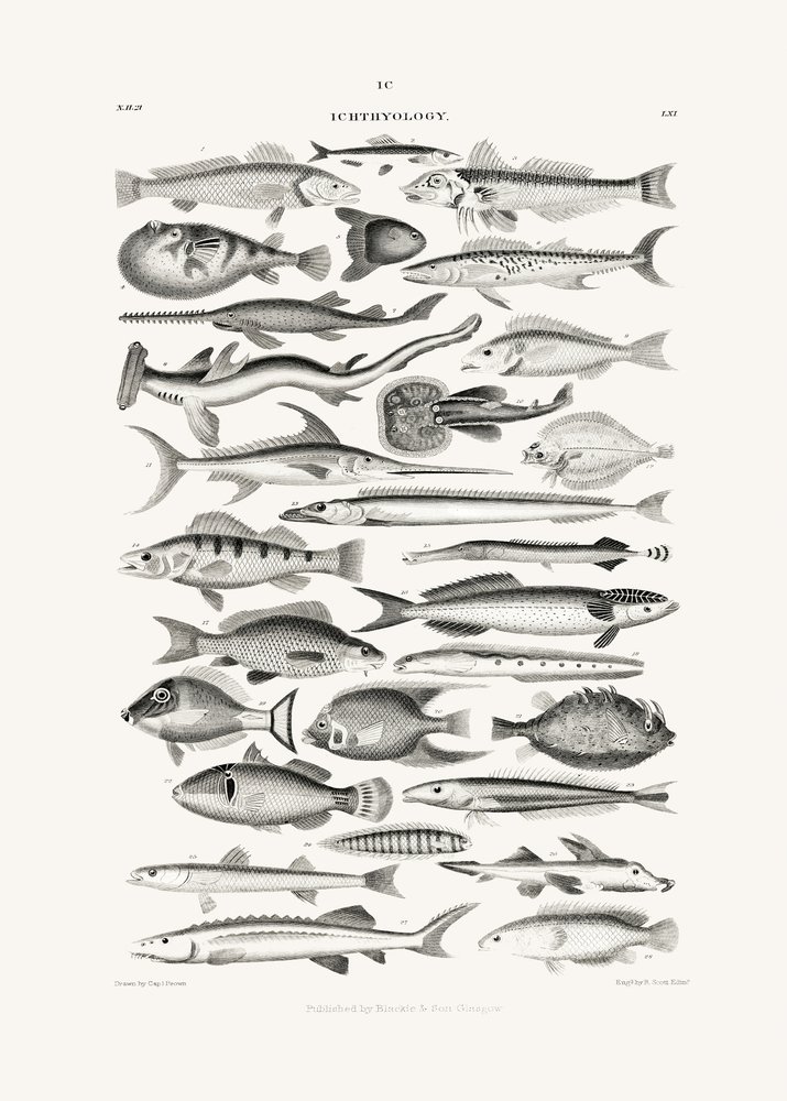 Sealife I door Oliver Goldsmith