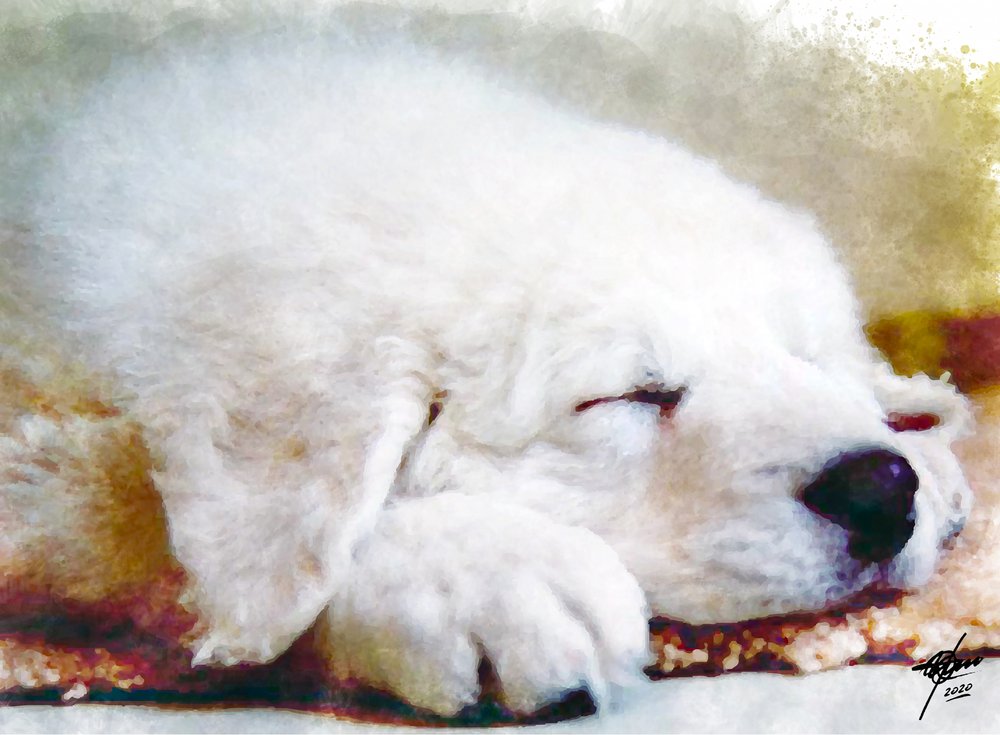 Lief slapend puppy door Osvaldo Russo