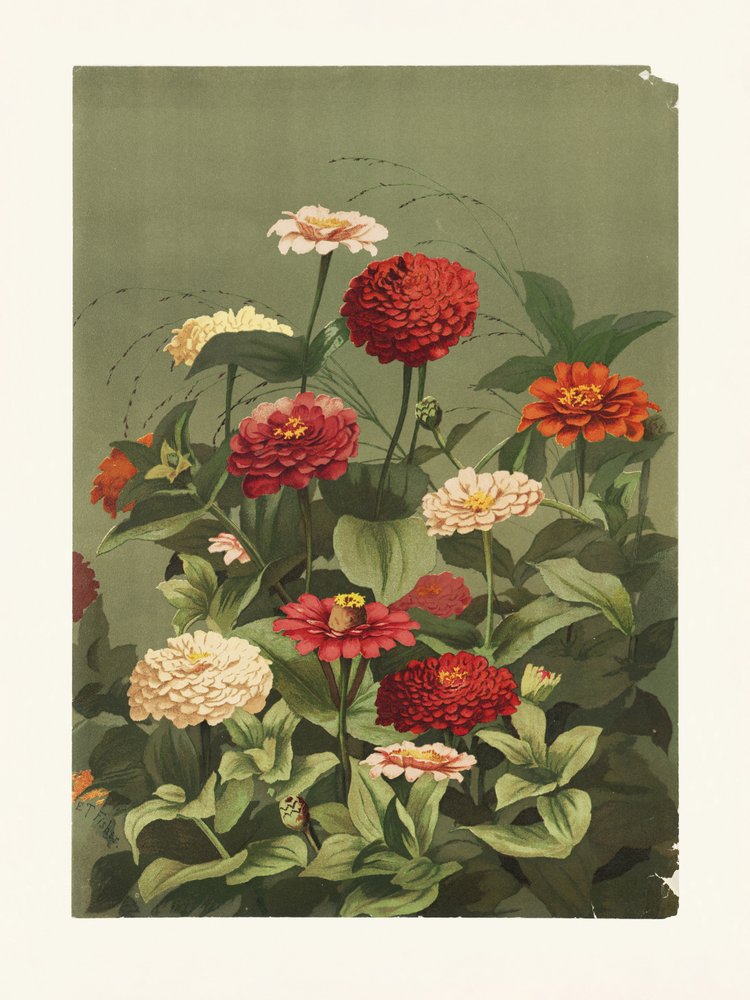 Zinnia’s door Ellen Thayer Fisher door Pictufy