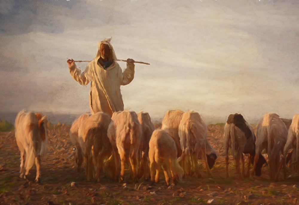 Herder in het gouden uur door Rachel Pansky