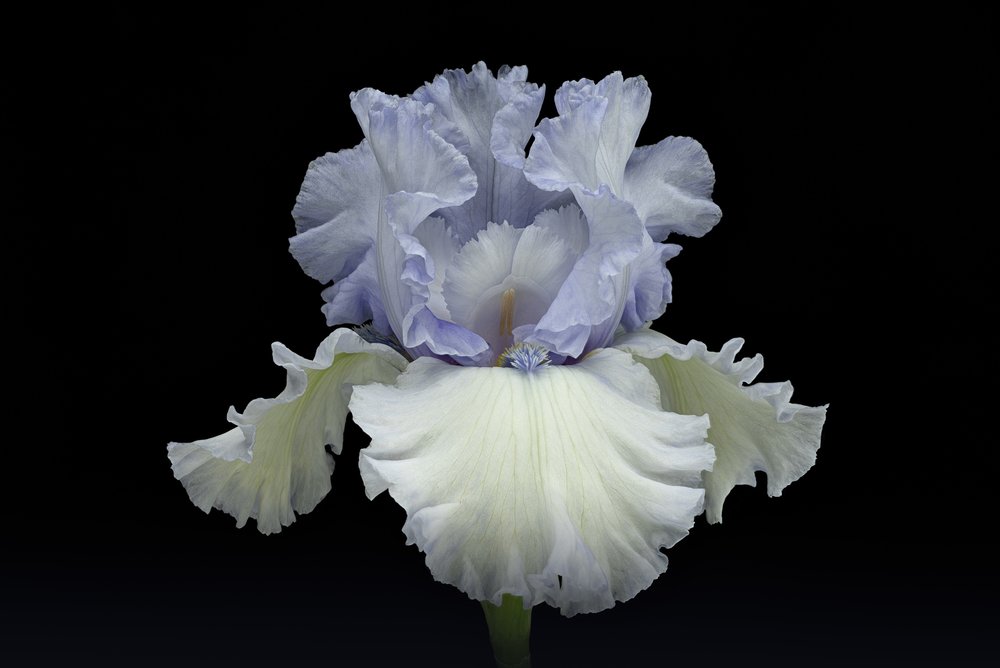 Elegante blauwe iris door Richard Urbanski