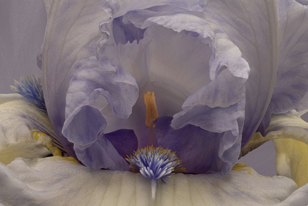 Zachte lavendel-iris door Richard Urbanski