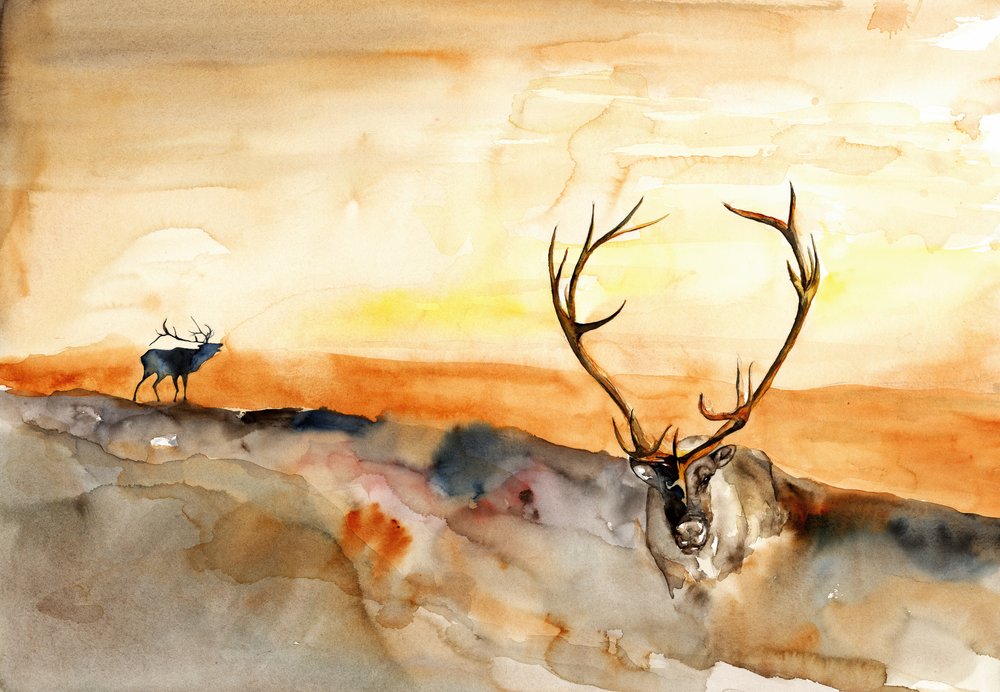 Elk Golden Sunset door RodMacIver