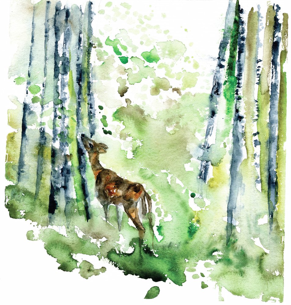 Bosreekalf in aquarel door RodMacIver