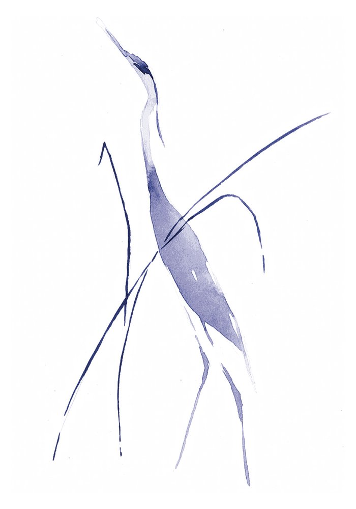 Sierlijke blauwe reiger door RodMacIver