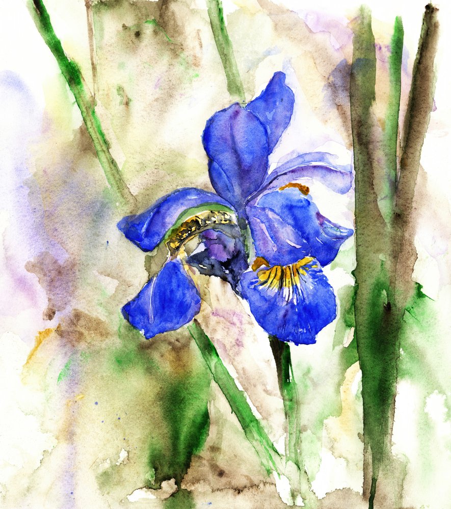 Levendig blauwe iris door RodMacIver
