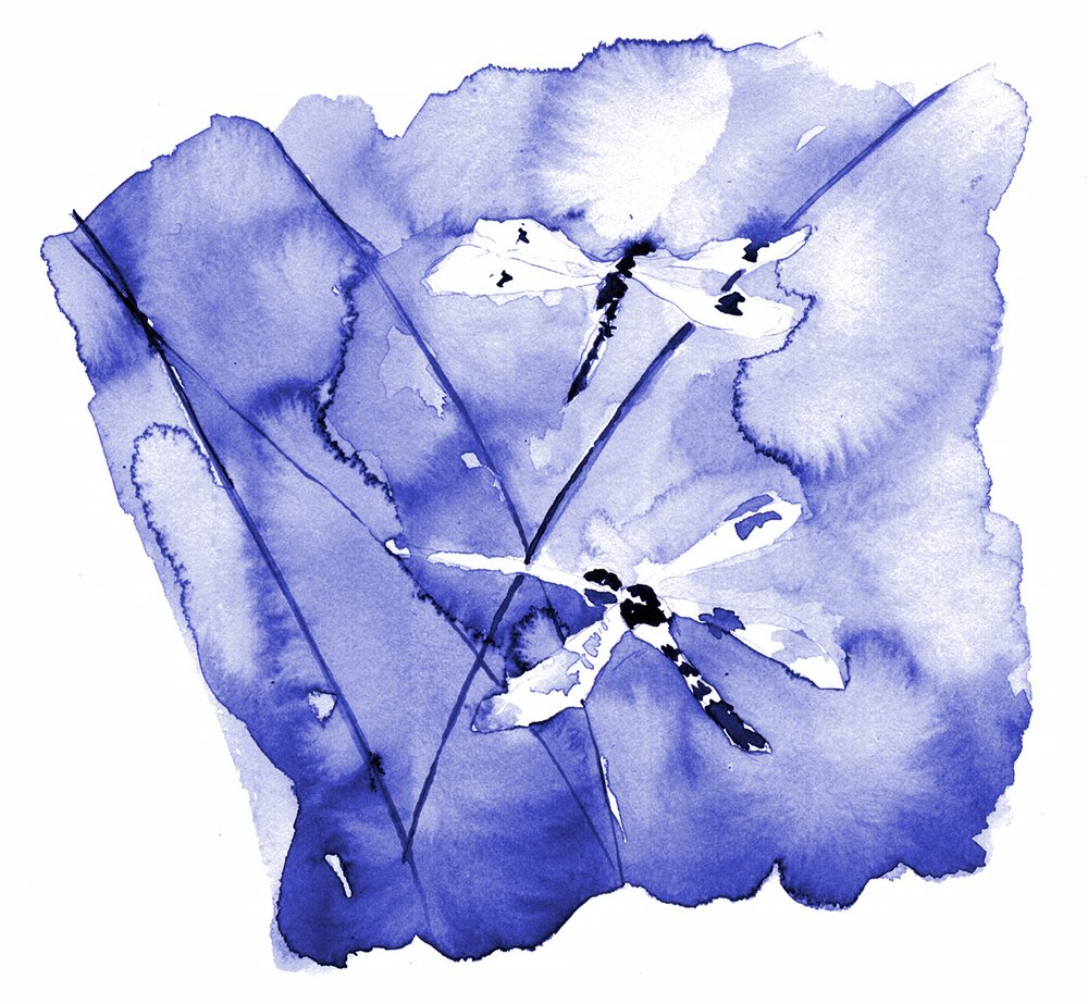 Aquarel: Blauwe libellen door RodMacIver