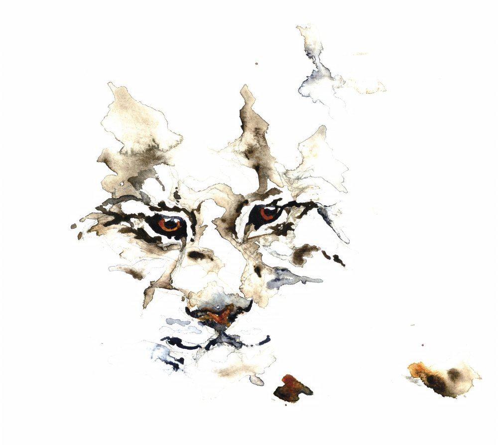 Wilde lynx in aquarel door RodMacIver