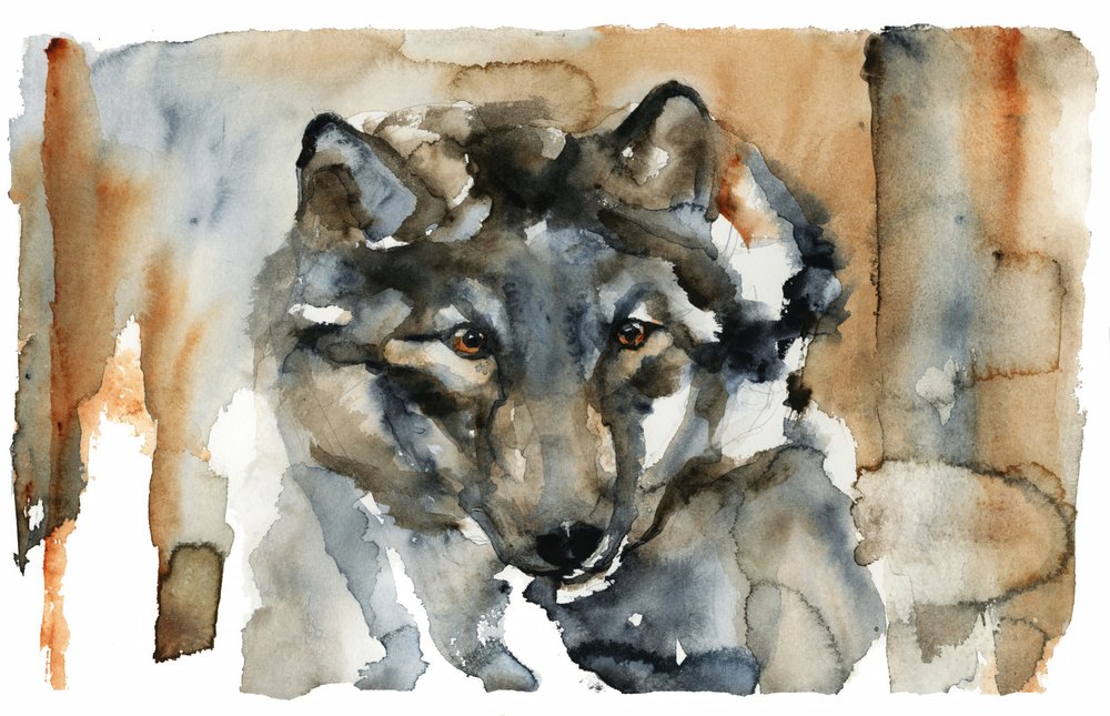Wilde Wolf - Aquarel door RodMacIver