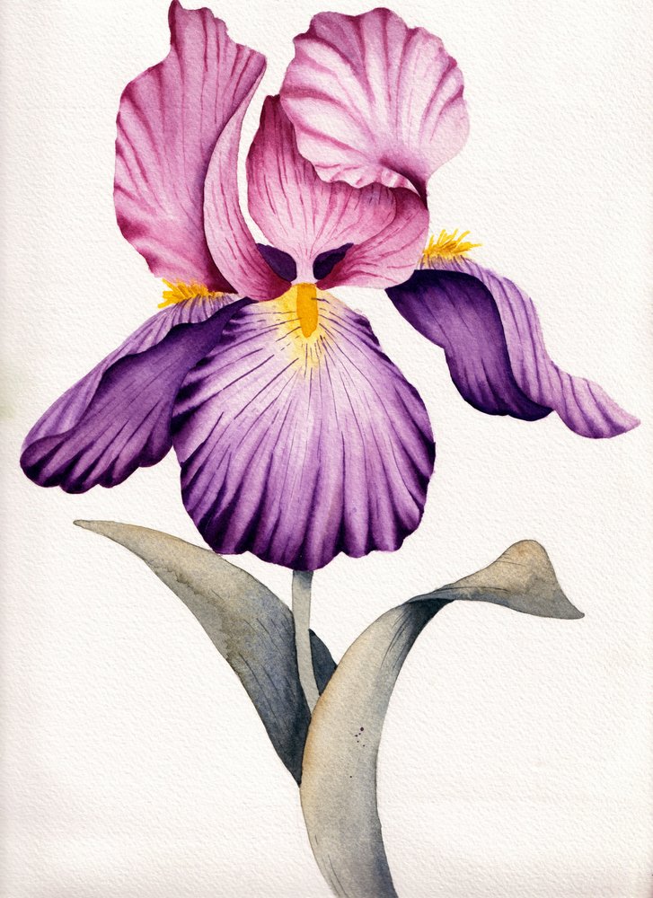 Levendige paarse iris door Salome