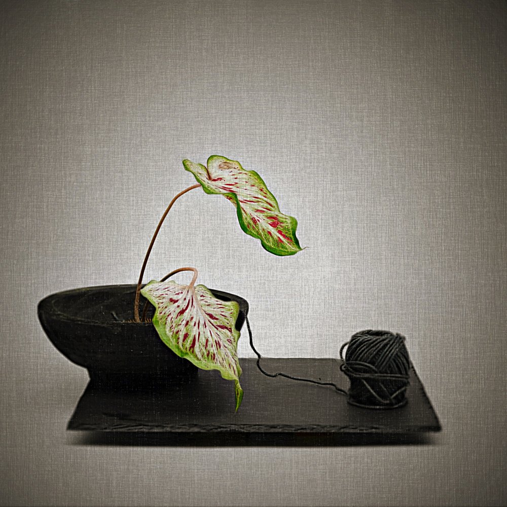 Caladium en zwart garen door Saskia Dingemans