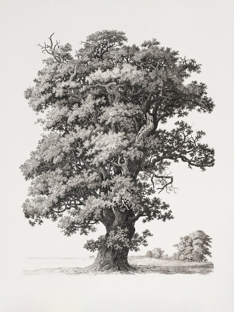 Boomstudies naar de natuur met het oog op landschapstekenen door S.h. Petersen