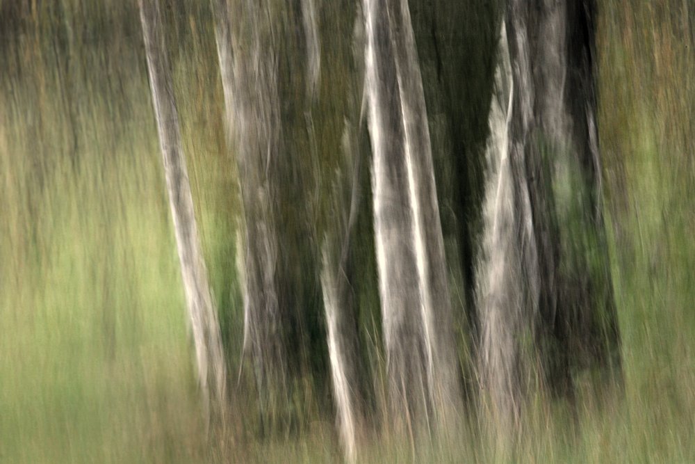  door Sheila Bernard