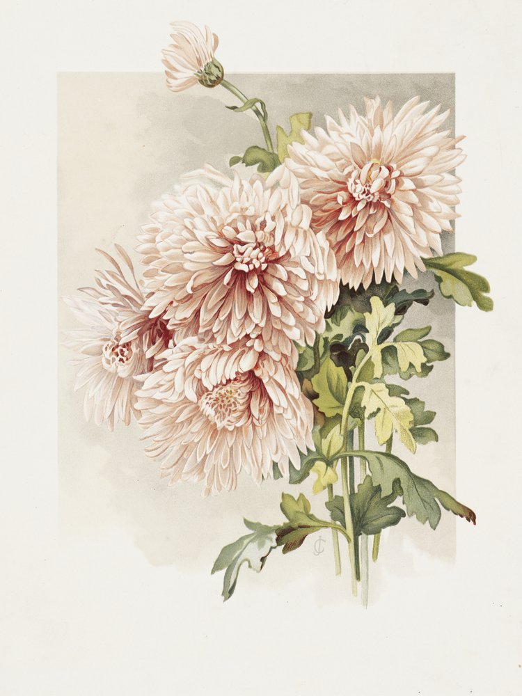 Chrysanten door Sidney Thomas Callowhill