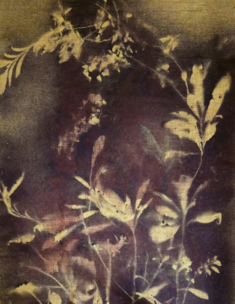 Donkere botanische studie door Stefano Mazzolini
