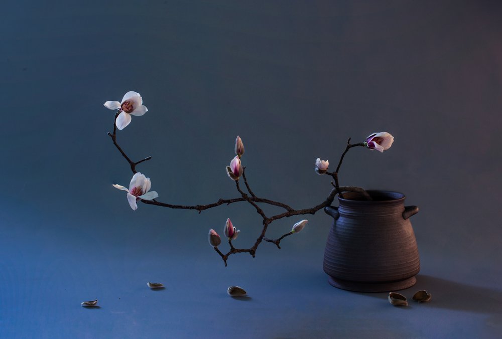 Zen-magnoliabloesem door Summer2016