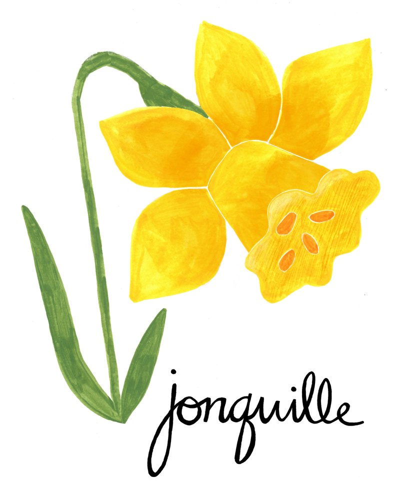 Illustratie van een gele jonquille door Susan Black