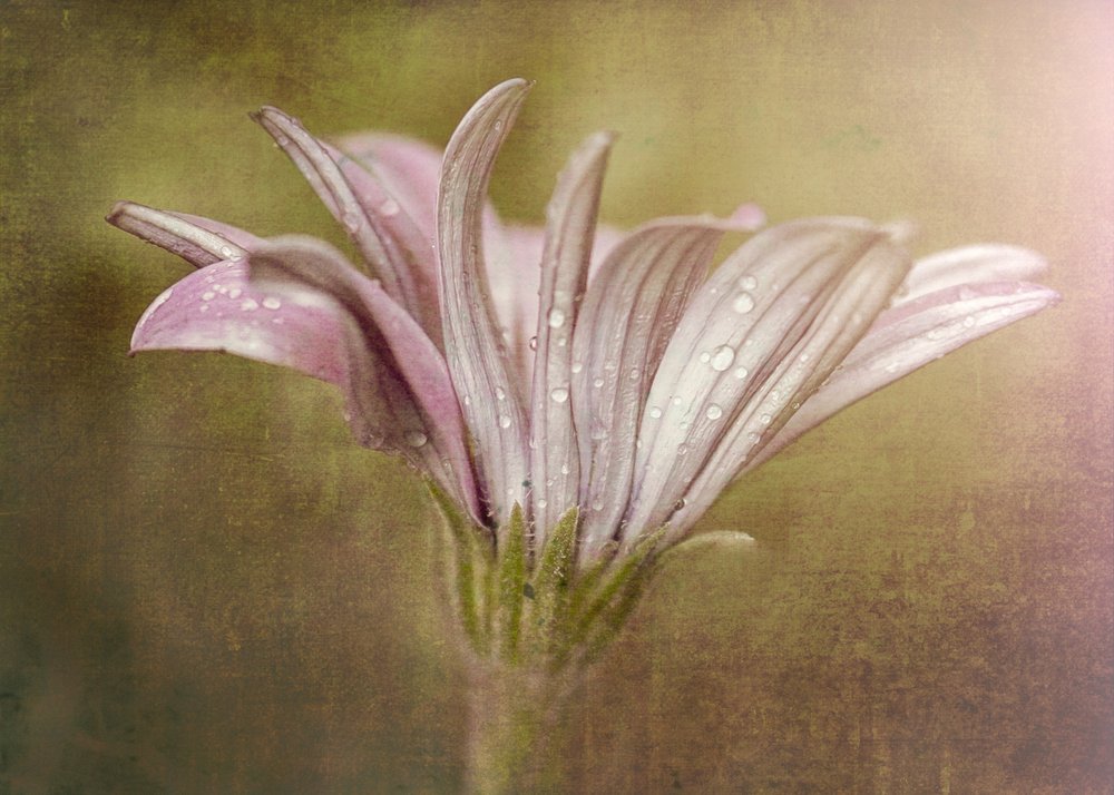 Tere dauwdruppelbloem door Susan Moss