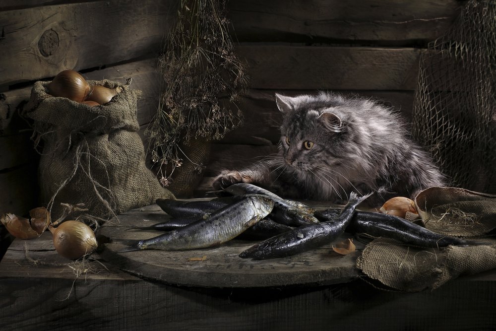 De nieuwsgierige kat en de vis door Svetlana Pavlоvskaja