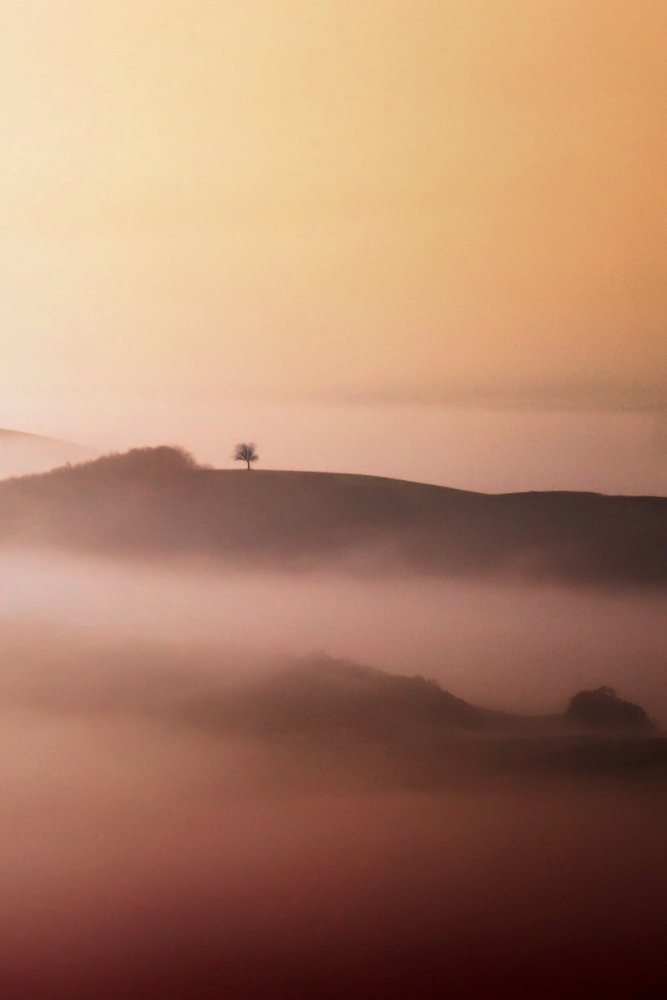 Lone Tree Golden Mist door Vanja Tajnsek