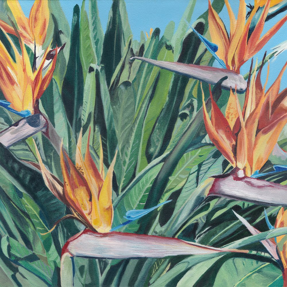 Paradijsvogelbloemen door Viccy Wanliss