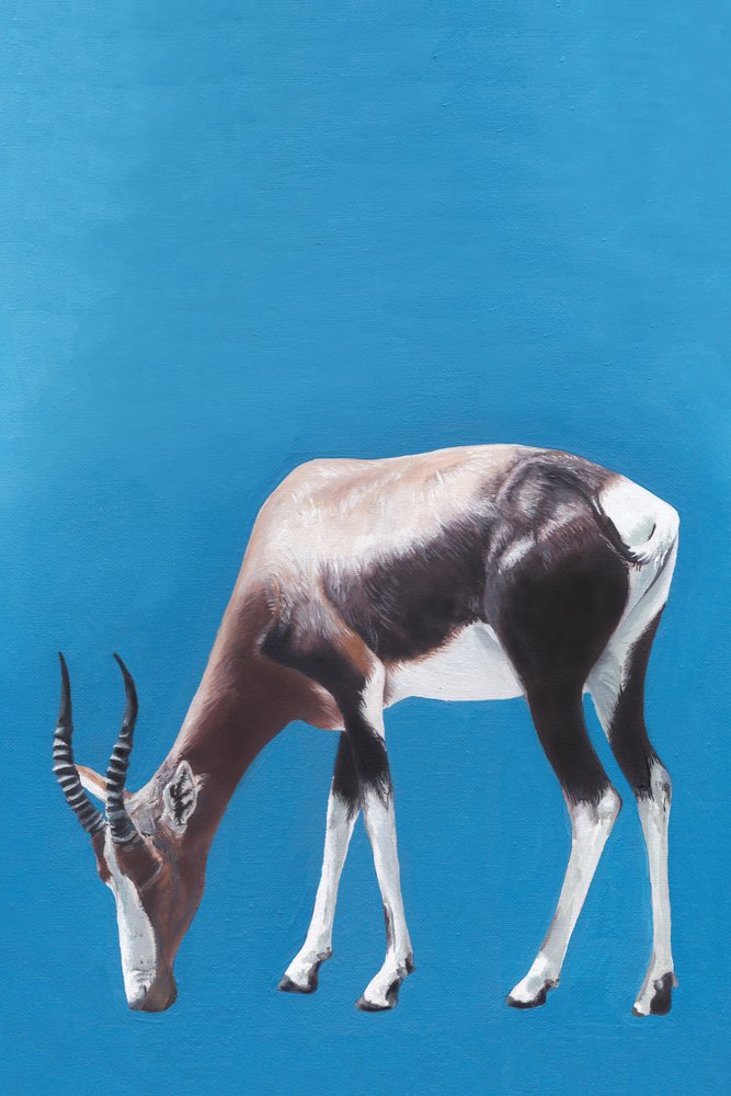 Blesbok graast in het blauw door Viccy Wanliss