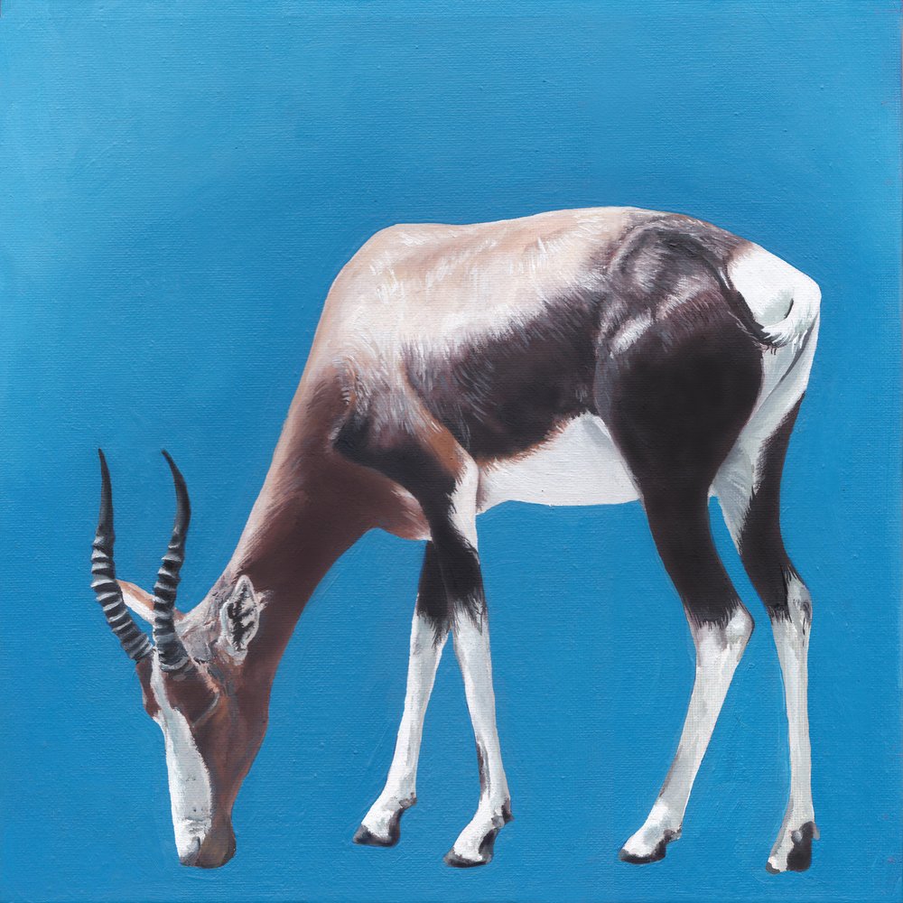 Bontebok tegen Blue door Viccy Wanliss