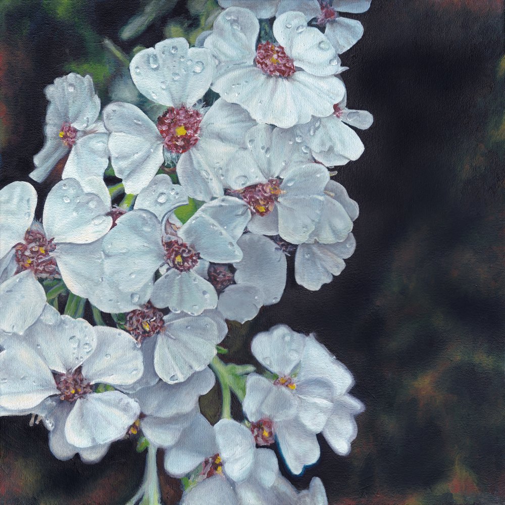 Dauwbedekte witte bloemen door Viccy Wanliss