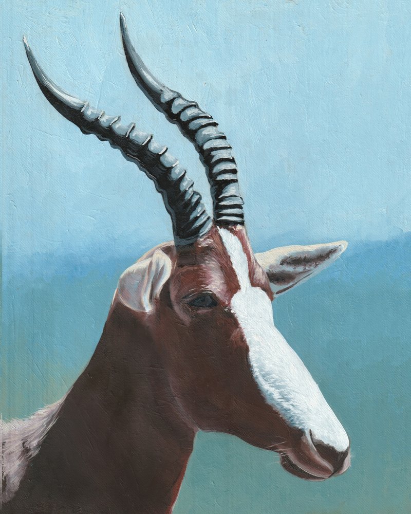 Majestueus portret van een blesbok door Viccy Wanliss