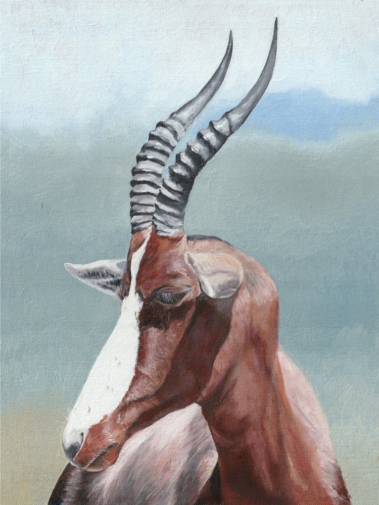 Rustig portret van een blesbok door Viccy Wanliss
