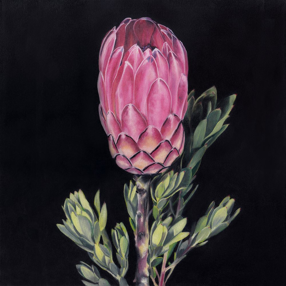 Opvallende roze protea door Viccy Wanliss