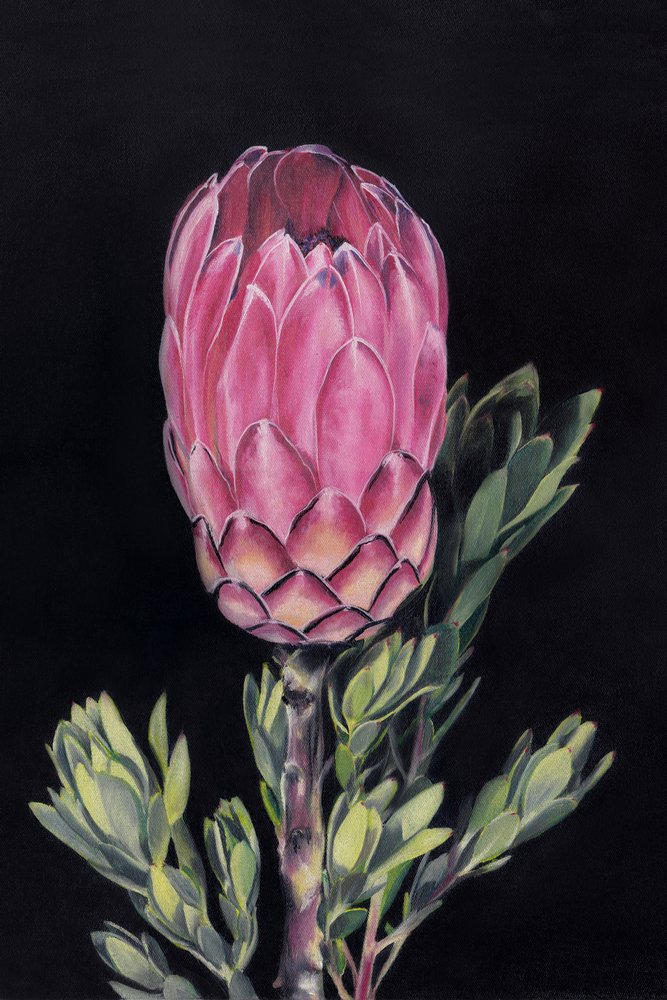 Levendig roze protea door Viccy Wanliss