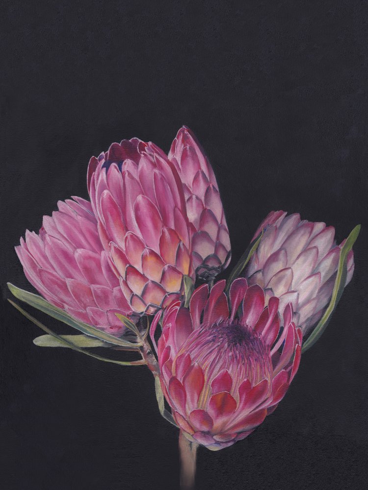 Levendige roze protea’s door Viccy Wanliss