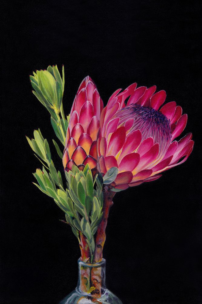 Levendige roze protea’s door Viccy Wanliss