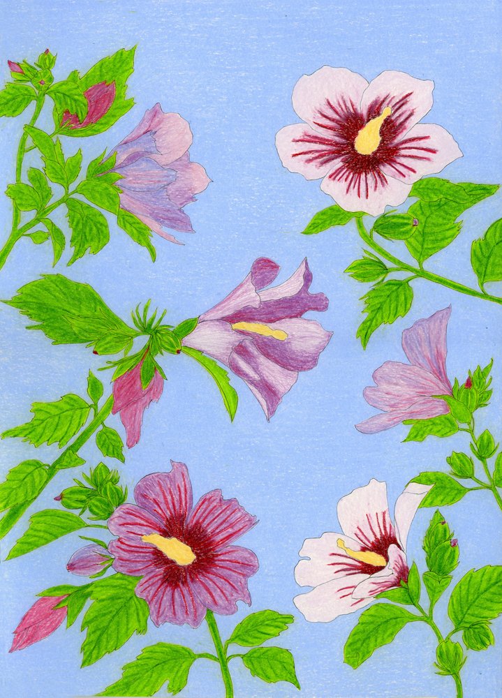 Bloeiende hibiscusbloemen door Viktoriia Saunina
