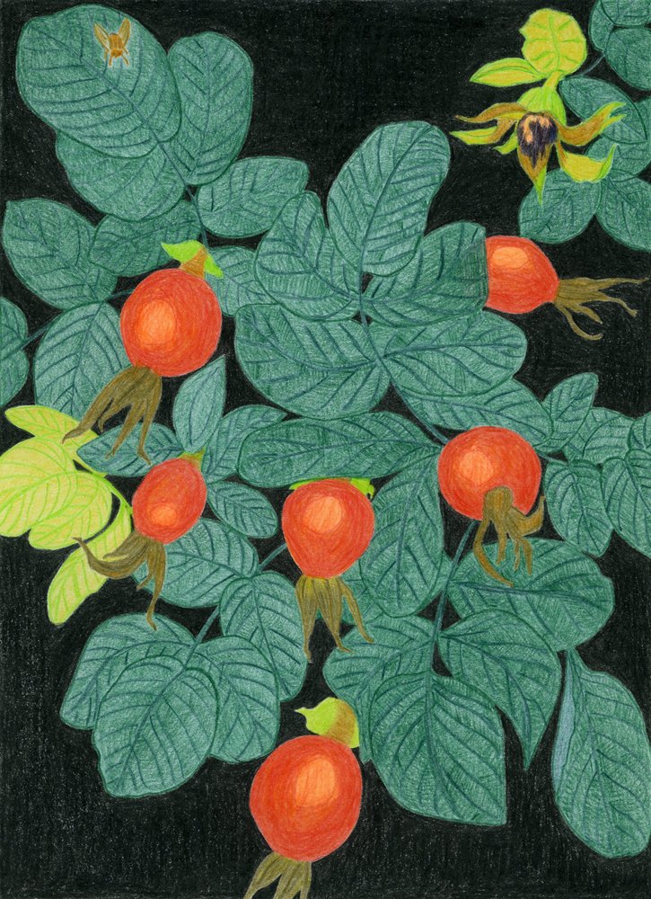 Botanische rozenbottels door Viktoriia Saunina