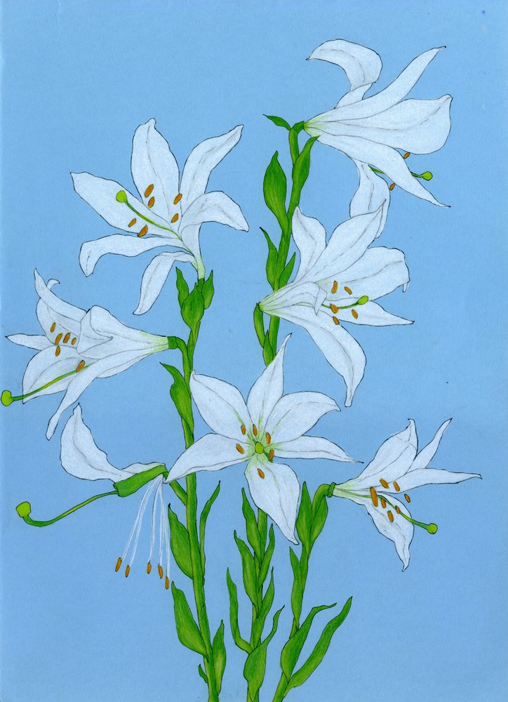 Elegante witte lelies door Viktoriia Saunina