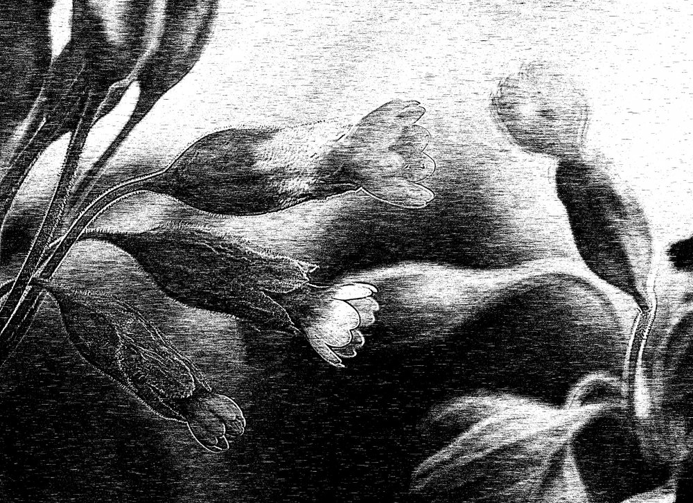 Tere bloemtekening door Ylva Sjögren