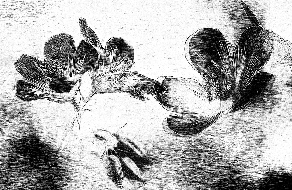 Elegante bloemtekening door Ylva Sjögren
