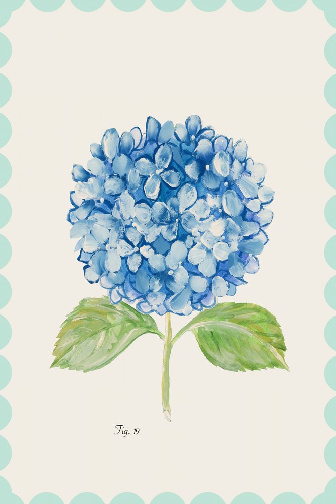 Illustratie van een blauwe hortensia door cartissi