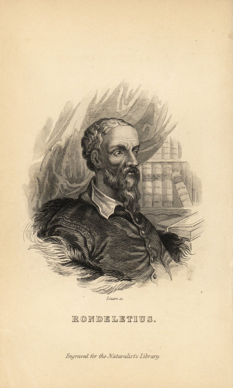 Rondeletius, Guillaume Rondelet, professor in de geneeskunde aan de Universiteit van Montpellier, Frankrijk, natuuronderzoeker en botanicus, 1507-1566 door Unknown