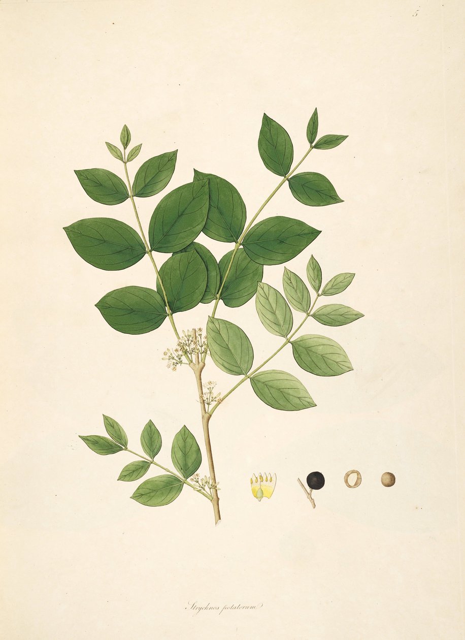 Illustratie van Strychnos potatorum, Loganiaceae door anonymus