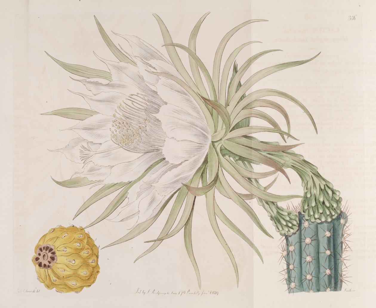 Harrisia gracilis door Edwards