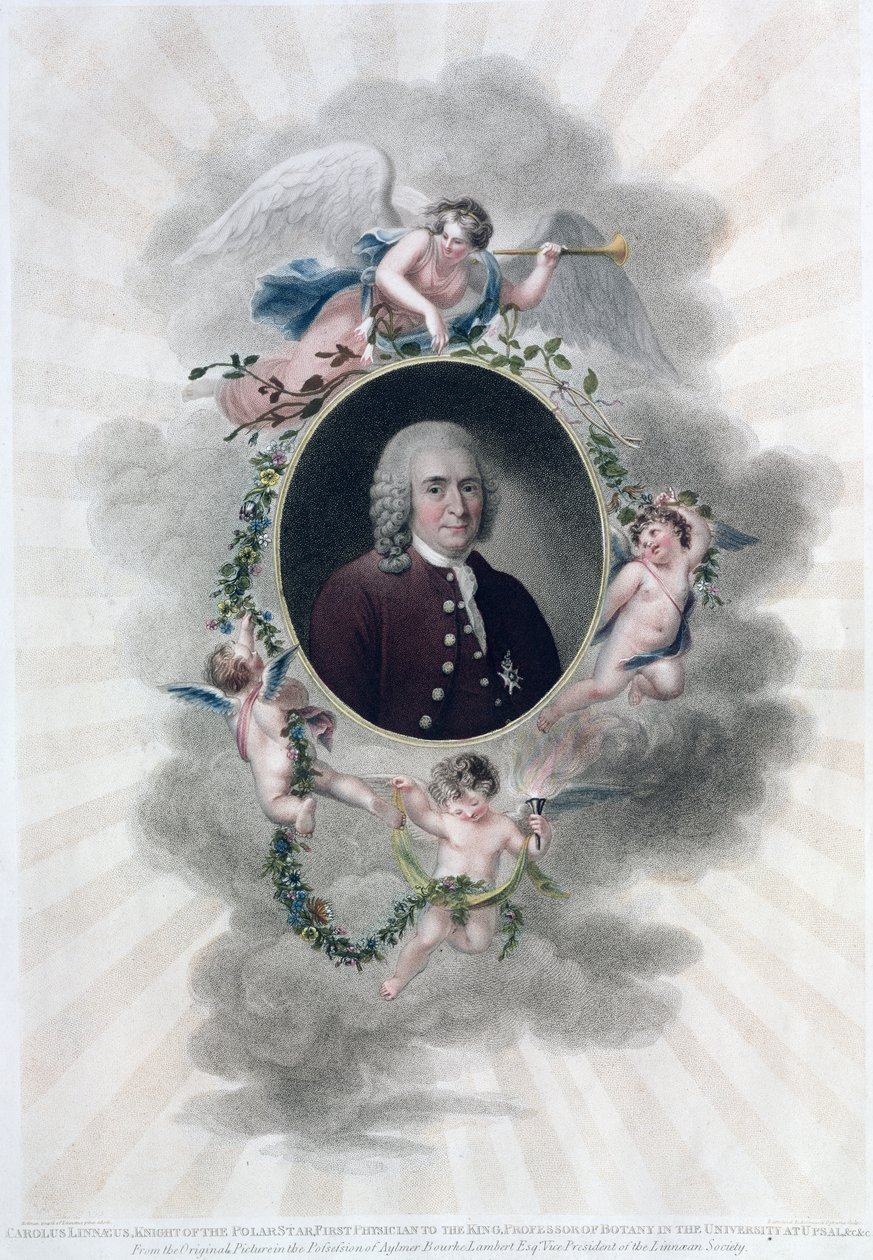 Carolus Linnaeus (1707-78), Ridder van de Poolster, Eerste Arts van de Koning, Professor in de Botanie aan de Universiteit van Upsal, gegraveerd door Francesco Bartolozzi (1727-1815), gepubliceerd 1806 door Hollman