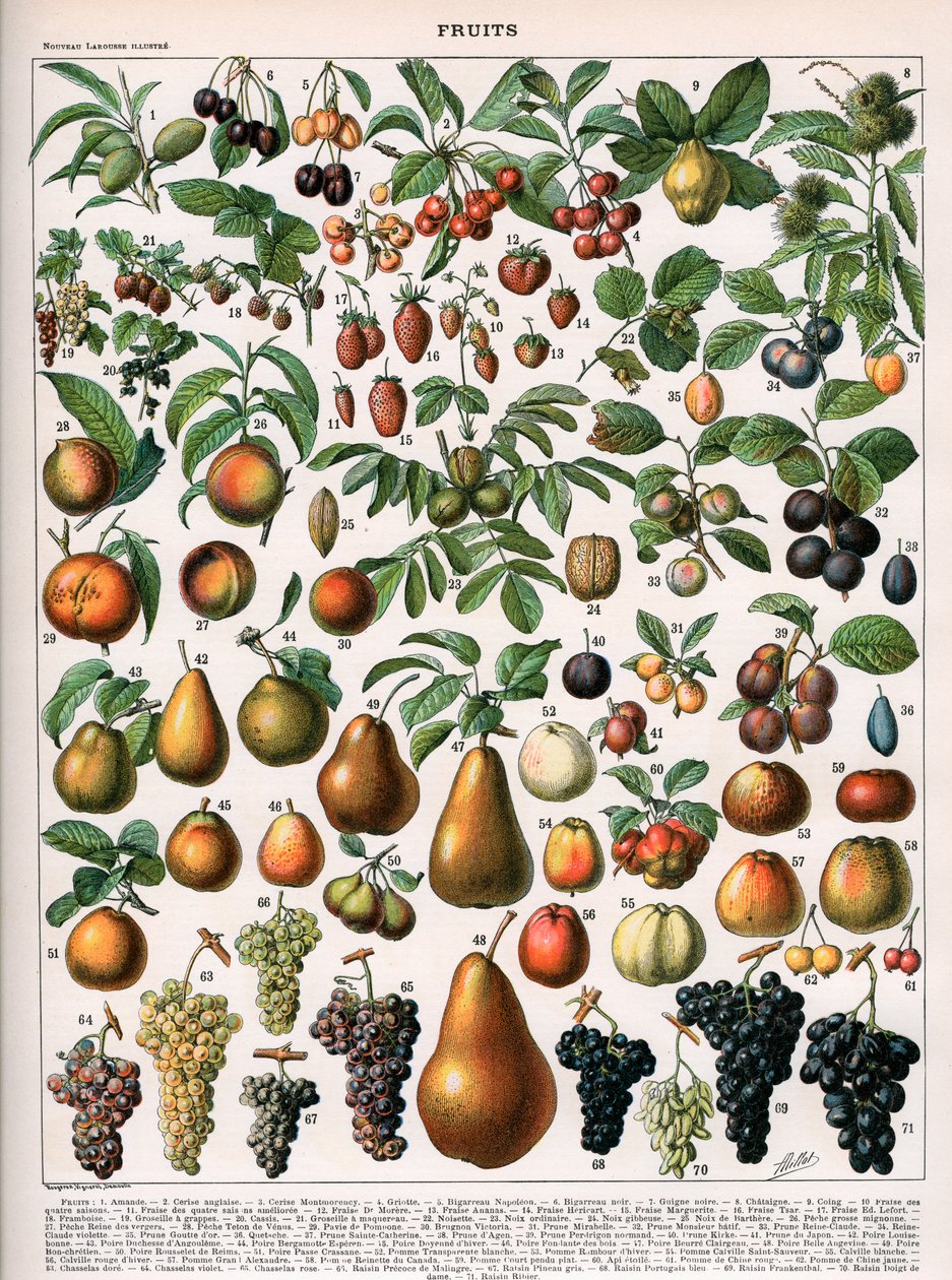 Illustratie van fruitsoorten, ca. 1905-10 (kleur litho) door (after) Alillot